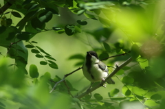 シジュウカラ幼鳥