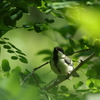 シジュウカラ幼鳥