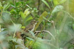 キビタキ♀