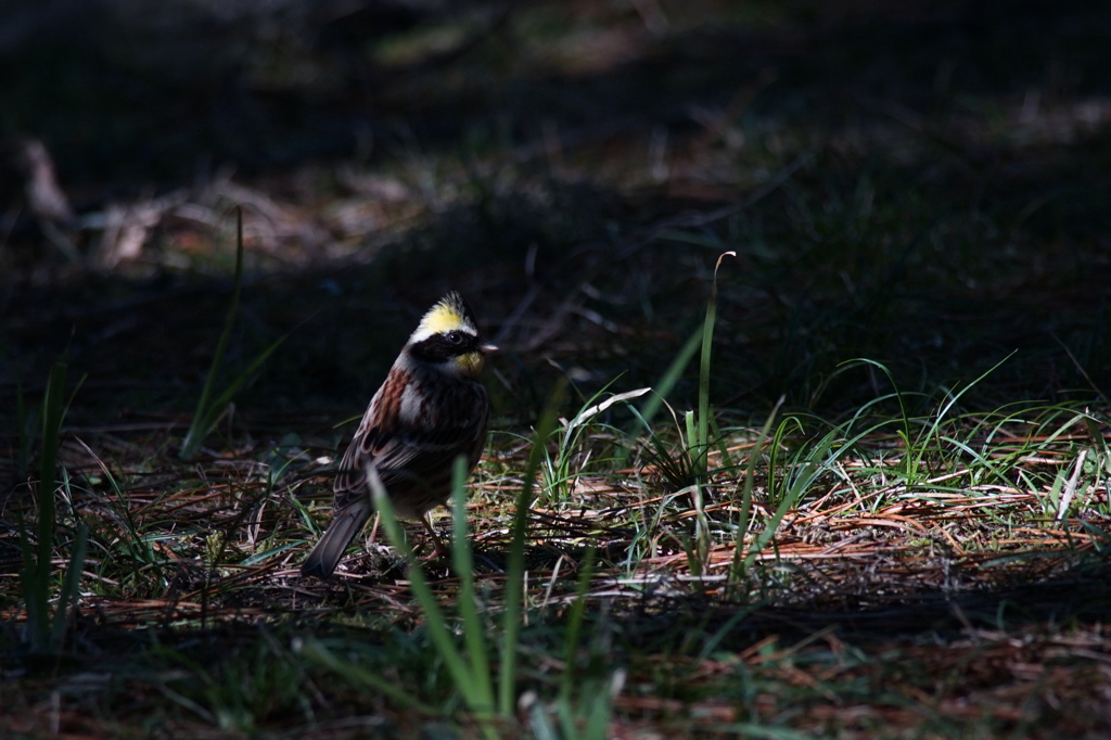 ミヤマホウジロ　♂