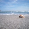 夏　海