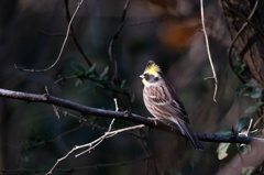 ミヤマホウジロ