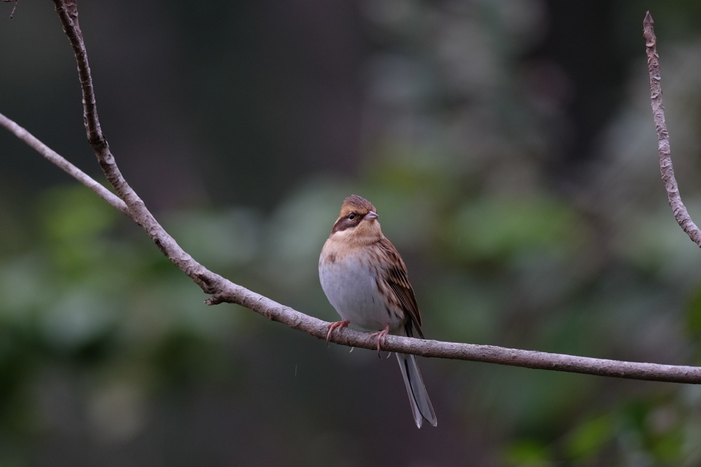 ミヤマホウジロ♀