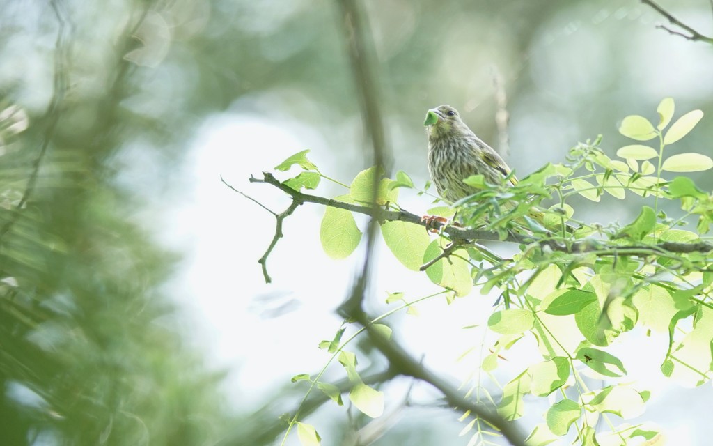 カワラヒワ幼鳥