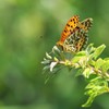 ヒョウモンチョウ