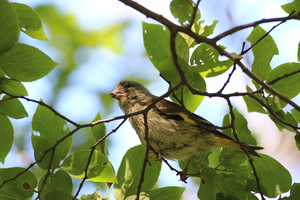 カワラヒワ幼鳥