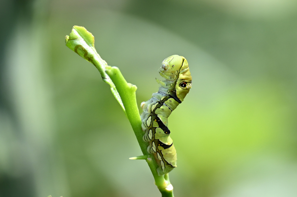 アゲハ蝶幼虫