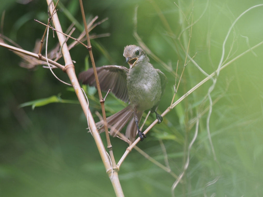 もず幼鳥