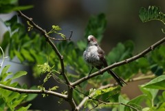 エナガ幼鳥