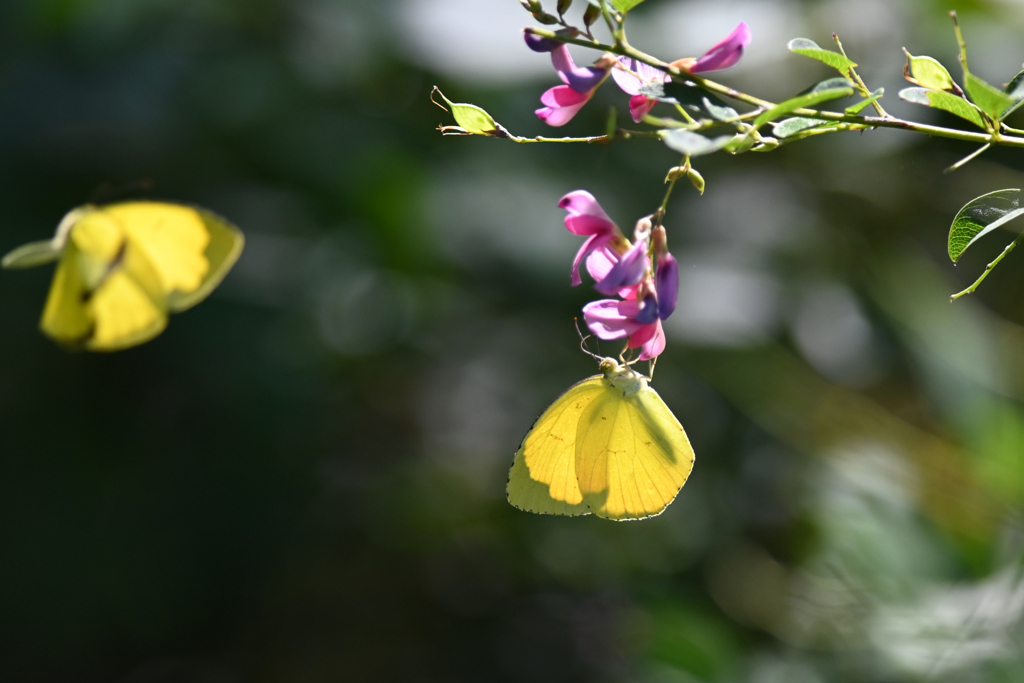 秋の花とちょう