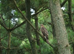 オオタカ幼鳥