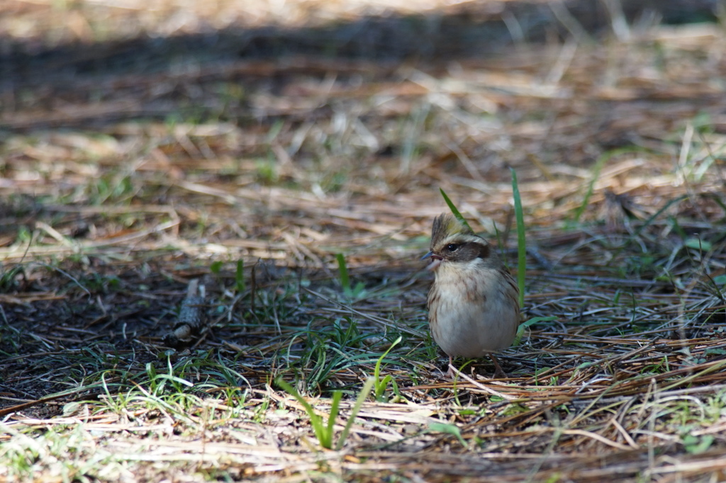 ミヤマホウジロ　♀