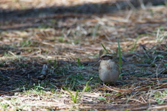 ミヤマホウジロ　♀