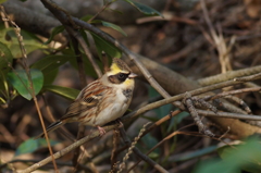 ミヤマホウジロ