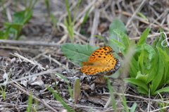 ヒョウモンチョウ