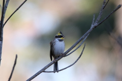 ミヤマホウジロ