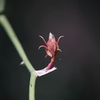新芽