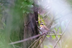 ミヤマホウジロ♂