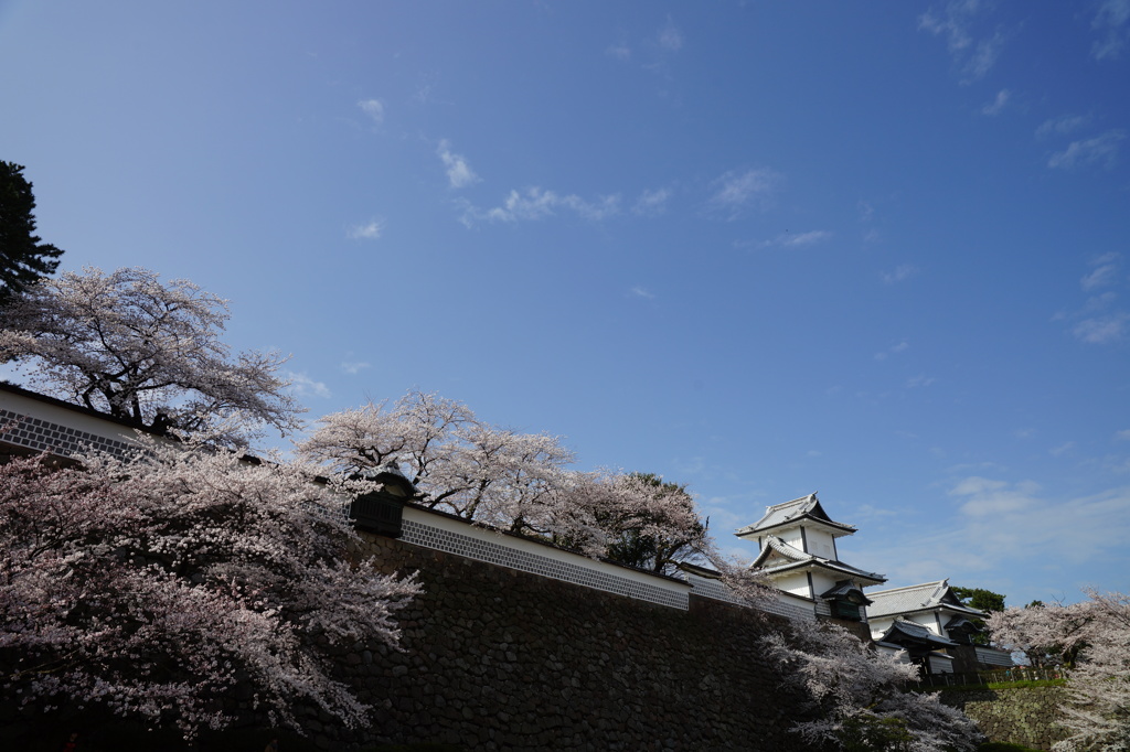 加賀藩の桜