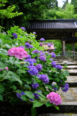 金澤の紫陽花寺