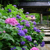 金澤の紫陽花寺
