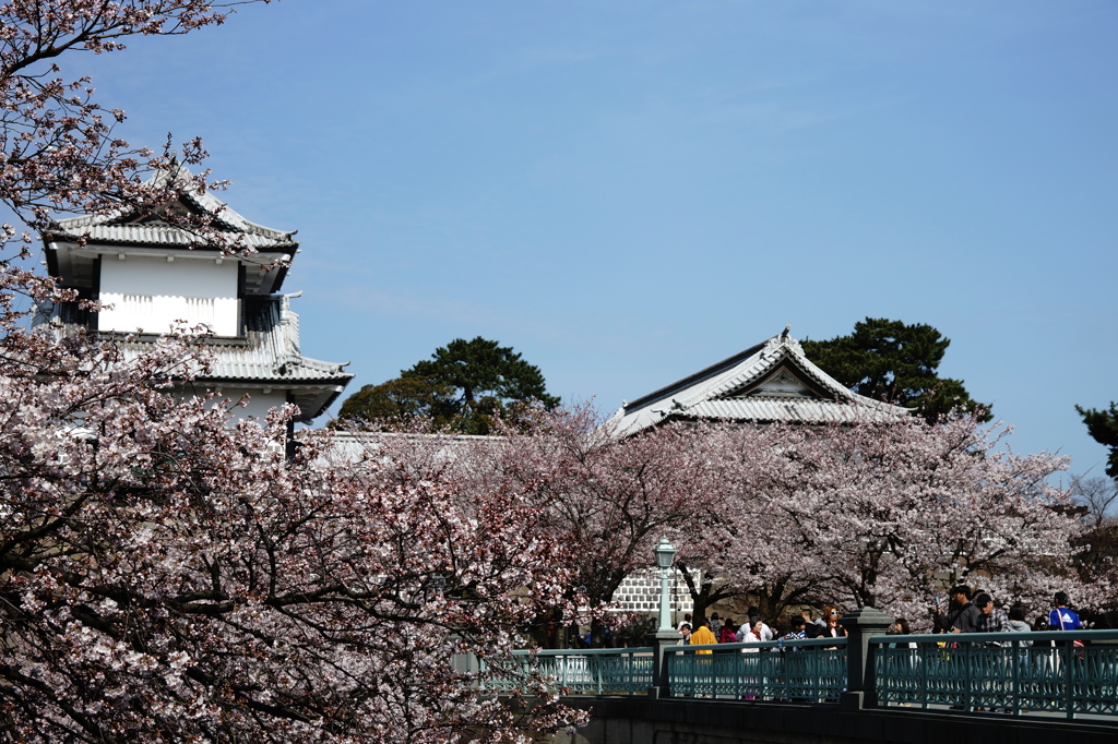 金沢城満開桜～桜のトンネルを潜る橋