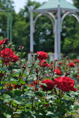 赤い薔薇の庭