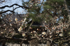 兼六園、梅の見頃は少し先の様ですＮｏ３