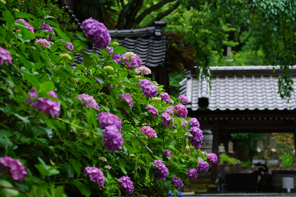 金沢の紫陽花寺