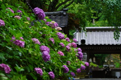 金沢の紫陽花寺