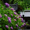 金沢の紫陽花寺