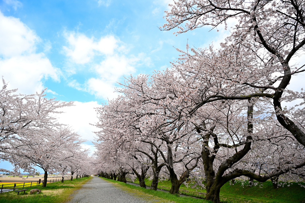 続く桜道