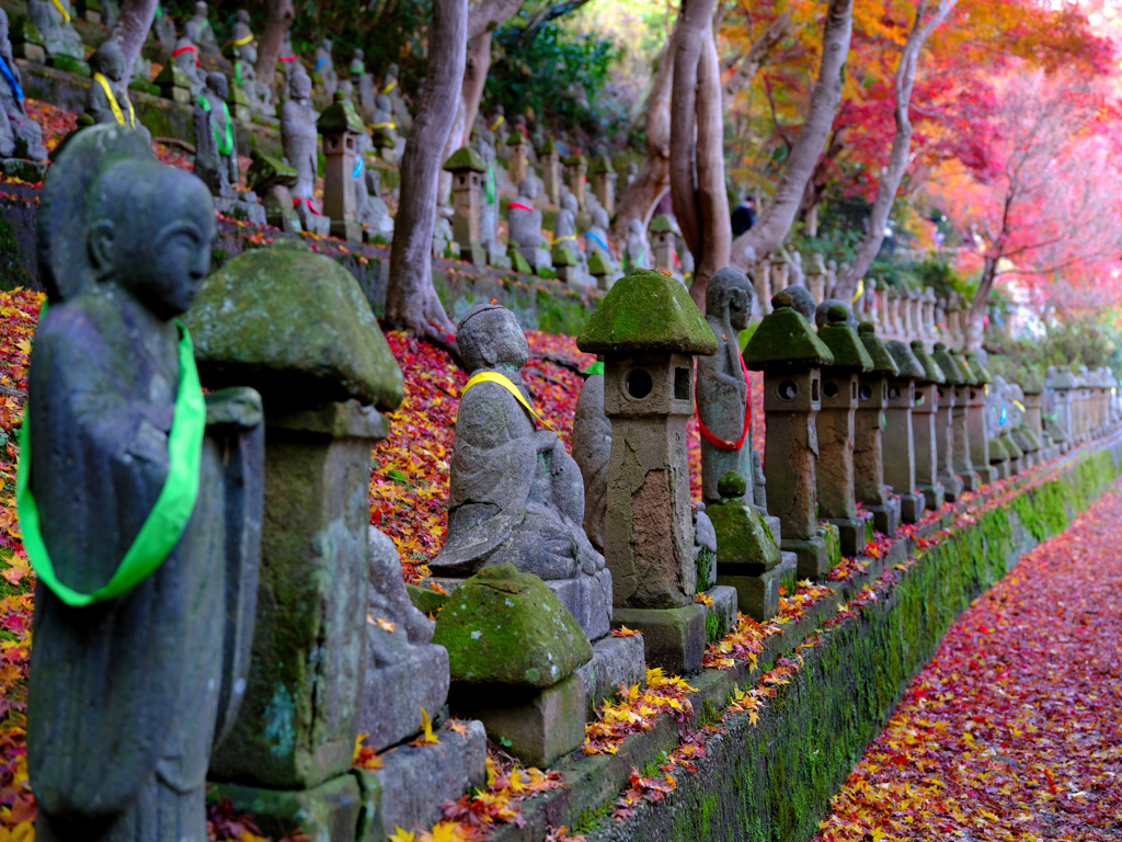 五百羅漢紅葉絨毯