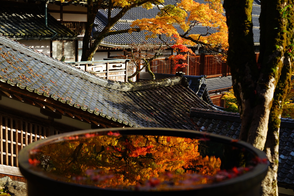 雨壺に浮ぶ紅葉