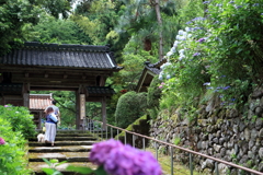 紫陽花寺の涼