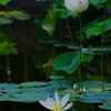 睡蓮の様に咲く蓮