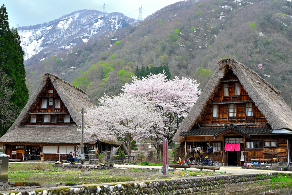 五箇山菅沼集落桜