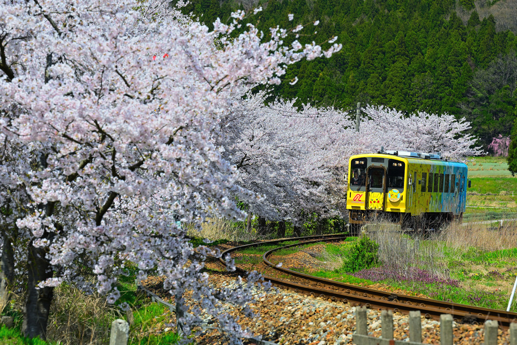 ピカチュウ沿線桜