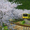 ピカチュウ沿線桜