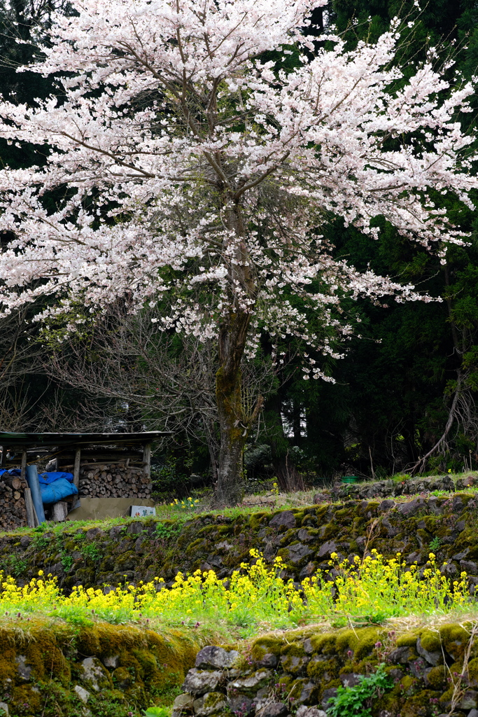 石積みの桜