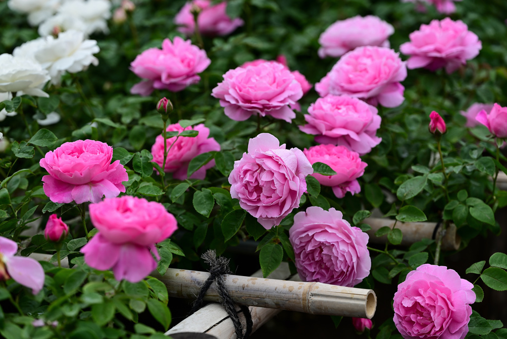 薔薇が綺麗な日