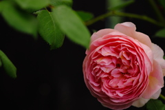 富山中央植物園薔薇2