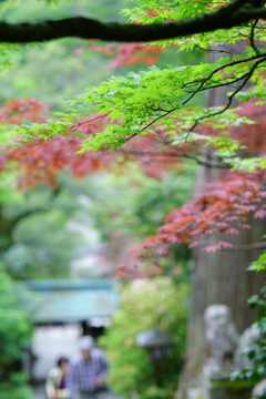 青葉の参道