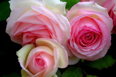 さわやかパーク薔薇