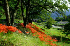 彼岸花の咲く景色