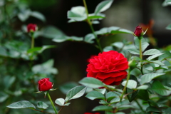 秋薔薇の庭