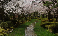 小川の杜若を覆う桜