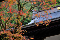 禅寺の紅葉