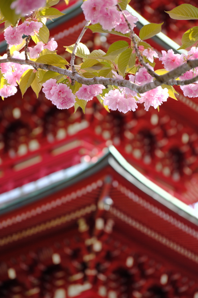 倶利伽羅不動寺八重桜