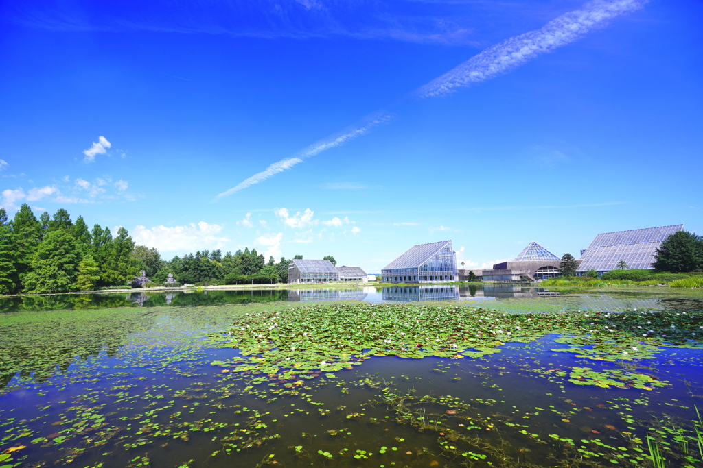 夏の青空 富山県中央植物園 By つきなlove Id 写真共有サイト Photohito